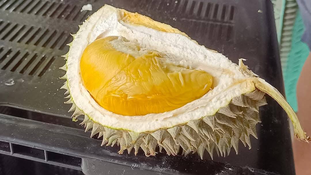 Authentic Malaysian Durian – King of Tropical Fruits